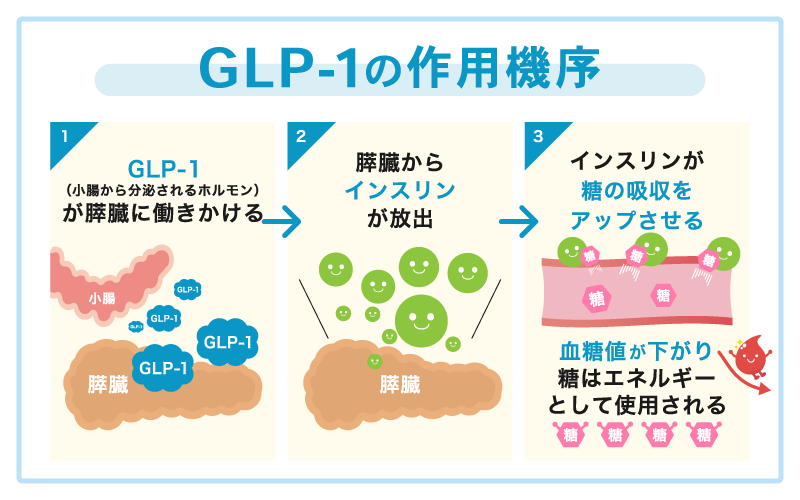 Glp-1 作用機序